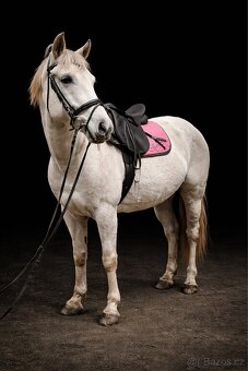 Částečný / plný pronájem - 2