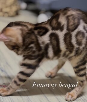 Bengálská kočička- koťátko s PP - 2
