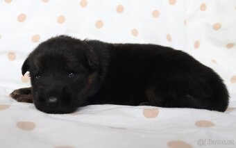 Německý ovčák s PP - 2