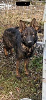 Německý ovčák s PP - 2