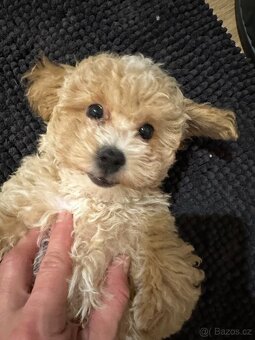 Maltipoo  F 1 - 2