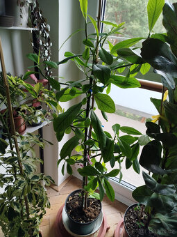 Větší gumovník - 2