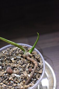 Monstera Deliciosa Aurea - 2