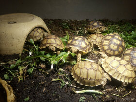 Želva ostruhatá (Centrochelys sulcata) - 2