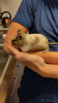 Daruji osmáky degu - 2