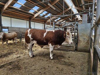 Homozygotně bezrohý býk Masný Simentál - 2
