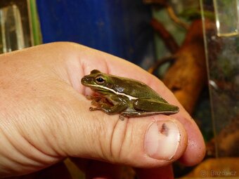 Rosnička karolínská (Hyla cinerea) - 2