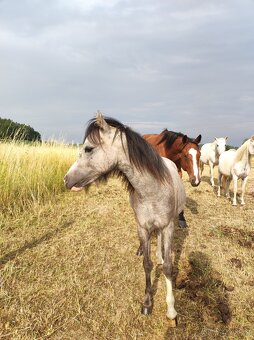 Welsh mountain pony sekce A - klisna - 2
