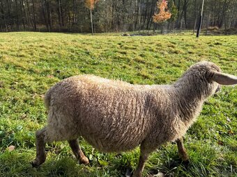 Krásná jehňata, maso/pastva, ovce - 2