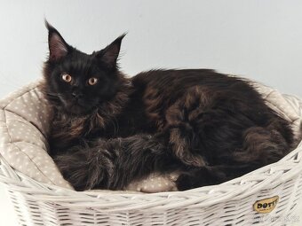 Mainská mývalí kočička s PP - 2