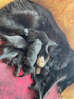 Belgický ovčák groenendael a tervueren s PP - 2