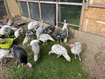 Prodám kruty a krocany - 2