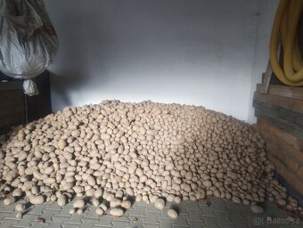 BIO brambory z farmy s certifikátem - 2