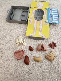 Anatomie lidského těla - 2