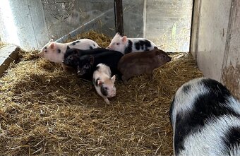 Vietnamské prase - 2