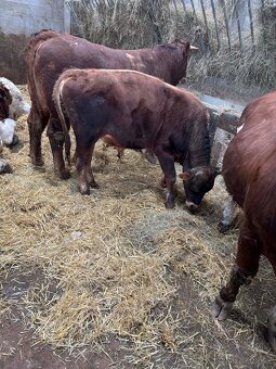 Prodej býka jersey - 2