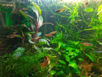 Duhounek Luminatus - 2