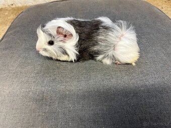 morče, morčata - peruánec prodej - 2