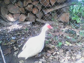 kačer pižmovka - 2