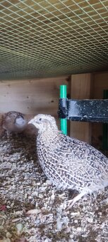 NV křepelky japonské - 2