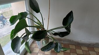 Philodendron princess green - 2