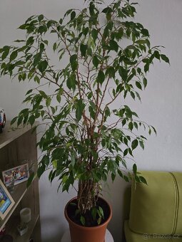 Ficus Benjamin - 2