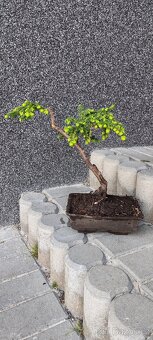 Bonsai, bonsaj - 2