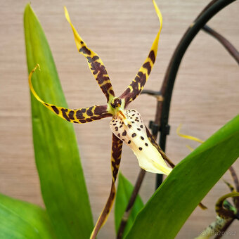 Brassia - 2