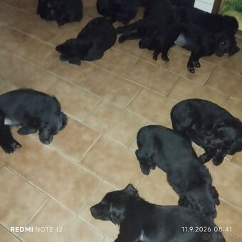 Flat coated retriever - s PP - 2