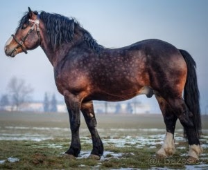 Připouštění hřebcem Českomoravský belgik - 2