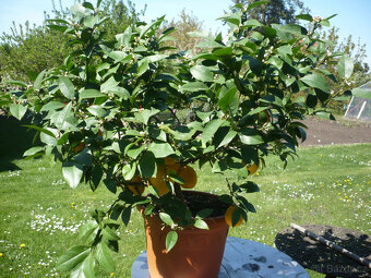 citronovník - 2
