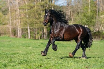 Připouštění Welsh cob D - 2