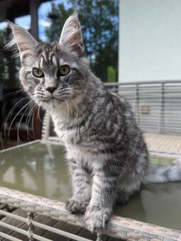Mainská mývalí kluk s PP - 2