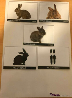 Zvířecí rodiny - 12x list A4 - 2