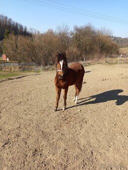Welsh pony sekce B - 2