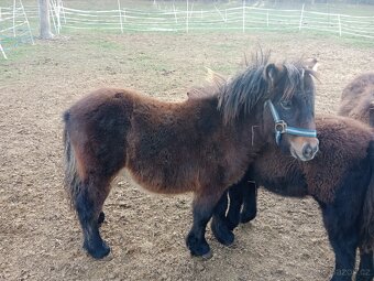 shetland pony s PP - 2