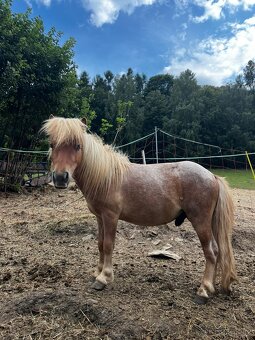 shetland pony s PP - 2