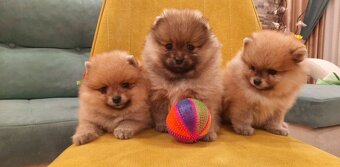 Pomeranian boo - 2