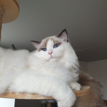 Ragdoll kocourek s PP, adopce. - 2