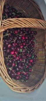Třešně - 2