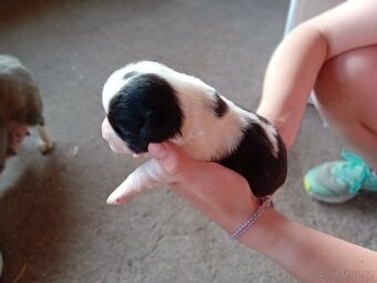 Štěňata do adopce - 2