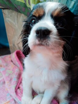 kavalír king charles španěl - 2
