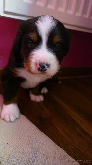 Bernský salašnický pes s PP - 2