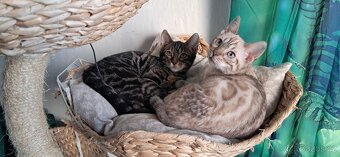 Bengálská kočka - kotě s PP - 2