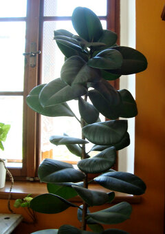 Velké pokojové rostliny FIKUS - 2