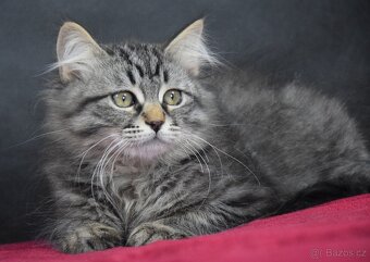 Sibiřské kotě s PP - 2