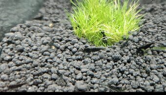 Krevetky Neocaridina modro černá - 2