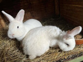 Vídeňský králík - 2