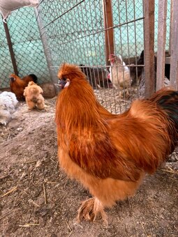 Kohout hedvábnička - 2