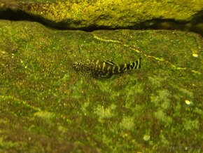 Sewellia lineolata - 2